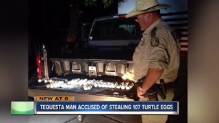 This Man Allegedly Stole 107 Eggs From A Threatened Species [upl. by Atteragram884]