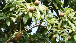 Achras sapota fruits in Bangladesh বাংলাদেশী সবেদা ফল [upl. by Terencio]