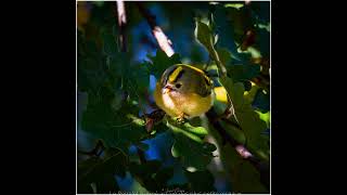 Le Plus Petit Oiseau De France [upl. by Taima]