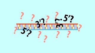 The definition to 5 end and 3 end of a DNA strand  Simple animated HD [upl. by Nywg655]