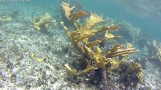 Cuba 2017  Memories Jibacoa  Snorkeling [upl. by Aiyt660]