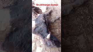 Downers cow syndrome drchitranjan kumar [upl. by Quenna]