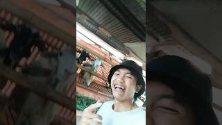 Nyanyi Langsung di depan Embe Embe nya comedy shortsviral funny [upl. by Pandora]