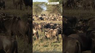 Animal Migration facts shortvideo shorts short subscribe wildlife migration [upl. by Nuyh]