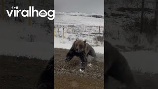 Grizzly Bear With Cubs Charges Truck on Rural Road  ViralHog [upl. by Russo]