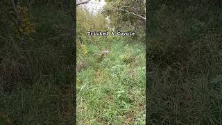 Tricked A Trickster pov coyote wildlife shorts cowboy waitforend [upl. by Ares]