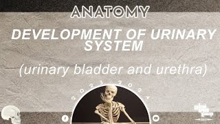 L4 Development and congenital anomalies of the urinary bladder and urethra Embryology 2 [upl. by Linzer249]