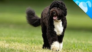 Portuguese Water Dogs Facts [upl. by Renwick]