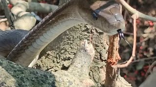 Crazy Close Black Mamba encounter [upl. by Schuh]