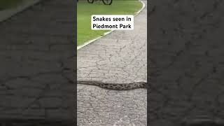 Snakes seen in Piedmont Park [upl. by Ettezzil913]