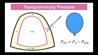 TRANSPULMONARY PRESSURE [upl. by Nerreg444]