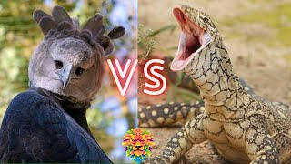 Harpy Eagle VS Perentie Monitor Lizard Who Will Win The Fight [upl. by Curley]