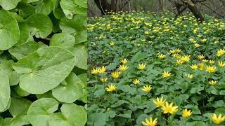 Lesser celandine Ranunculus ficaria  natural remedy of Spring [upl. by Arihaz]