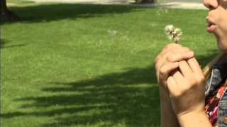 Dandelions Normal speed to Slow Motion [upl. by Aitahs484]