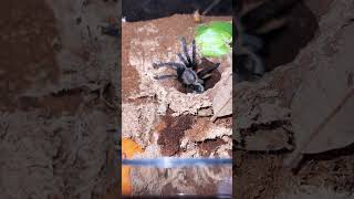 Ornithoctonus aureotibialis Thailand Golden Fringe Tarantula shorts [upl. by Tenneb441]