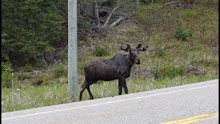 Moose Sighting in Algonquin Park [upl. by Salguod344]