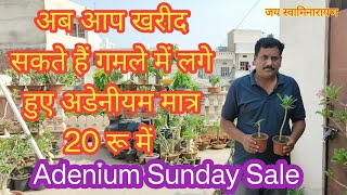 Adenium Sunday Sale At Akshar Plants amp Planters  Buy Adenium Plants  Buy Cheapest Adenium Plants [upl. by Shanleigh]