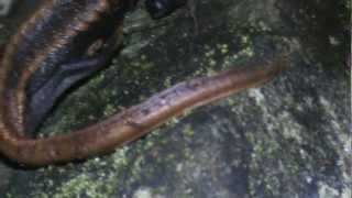 Redtailed knobby newts Tylototriton kweichowensis in new tank [upl. by Ecyak]