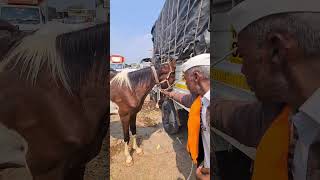 Yeola Horse Market 2023 Horses for sale [upl. by John]