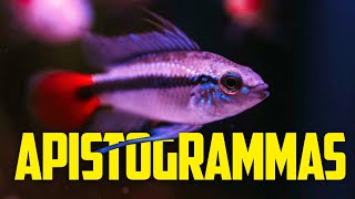 Beginners Guide to Apistogramma Cichlids  Colorful Centerpiece Fish for Nano Tanks [upl. by Etsirhc690]