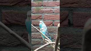 grasparkieten budgies budgerigar parakeet aviary lovebirds parkieten [upl. by Weingartner]