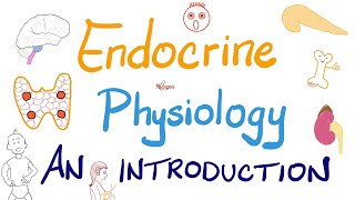 Endocrine Physiology  Introduction  Endocrinology Series [upl. by Devinna]