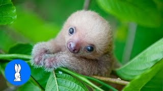 Baby Sloths Being Sloths  FUNNIEST Compilation [upl. by Chrotoem]