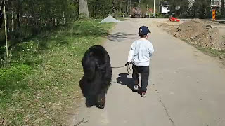 A Newfoundland dog walking my son Casper and also protecting him ❤ in May 2009 [upl. by Panta244]