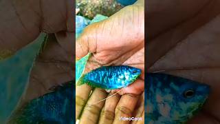 Gurami🐋Like and subscribe fish fishkeeping gurami like shorts subscribe aquarium pondfish [upl. by Naux]