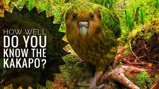 Kakapo  Description Characteristics and Facts [upl. by Lladnar196]