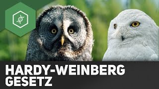 Hardy­Weinberg­Gesetz  Evolutionsfaktoren 4 [upl. by Kopple]