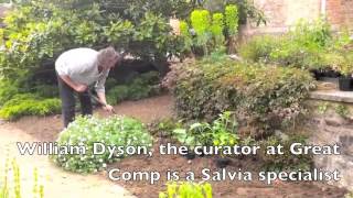 Great Comp Salvia Planting [upl. by Aina916]