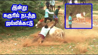 இன்று கரூரில் நடந்த ஜல்லிக்கட்டு  Karur jallikattu video Dewali celebration [upl. by Hammock]