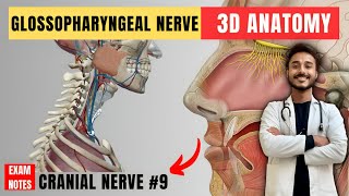 glossopharyngeal nerve anatomy  9th facial nerve anatomy  cranial nerve anatomy  maxillary nerve [upl. by Zins483]