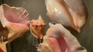 My StrombidaeStrombusAliger seashell collection [upl. by Ketchum]