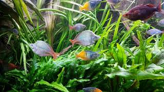 Blick in das Regenbogenfische Aquarium  2 [upl. by Samuelson]