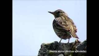 Bisbita alpino I Anthus spinoletta VOZ [upl. by Irwin]