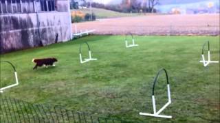 Hoopers  Nadac  HoopersAgility  Hundeschule gooddog Freudwil bei Uster [upl. by Herschel]