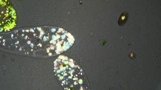 Paramecium caudatum in polarized light [upl. by Yahsal]