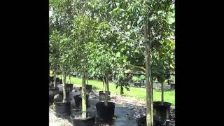 Mahogany Trees  Caoba in South Florida  7862552832  We Deliver [upl. by Nohpets]