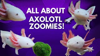 DO AXOLOTLS GET ZOOMIES [upl. by Ellga412]