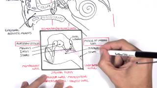 Anatomy  Ear Overview [upl. by Lyndsie]