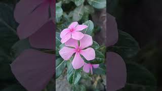 Vinca flower plant youtube flowers shorts [upl. by Adlig]