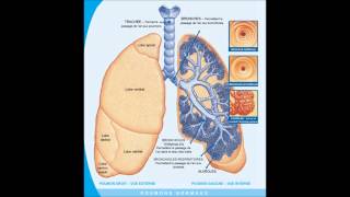 poumons crepitants [upl. by Bevvy]