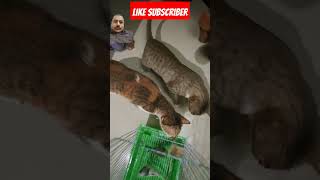 lovebirds parrot pets tamil cat macaw bird parrotcoop funny birds [upl. by Rocray904]