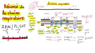 Résumé de la chaine respiratoire  2BAC SVT et PC [upl. by Dranreb]