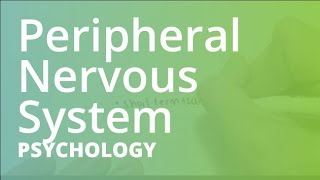 Peripheral Nervous System  Psychology PSYC101 [upl. by Leonardo]