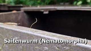 Saitenwurm Nematomorpha [upl. by Etty907]