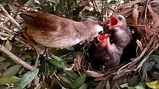 Yellowvented bulbul Birds and children eat cherries [upl. by Alam]