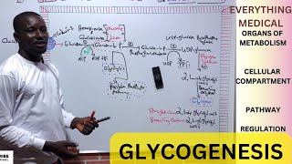 Metabolism  Glycogenesis [upl. by Tibbetts]